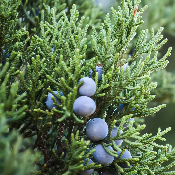 Post with couple photos